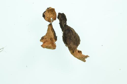 Common Freckle Pelt; Felt Lichen